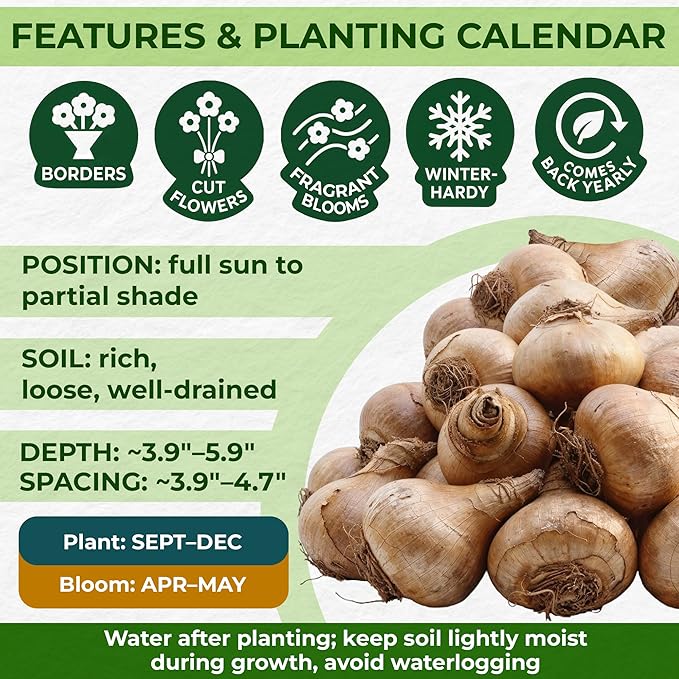 Dutch Bulbs Budget Fragrant Daffodil Bulbs Collection (25 Daffodil), Perennial and Hardy, Flower Bulb Mix from Holland for Garden and Pot, 6-7 Varieties (no Seeds, not Artificial)