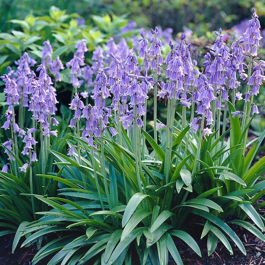 Garden State Bulb Blue Wood Hyacinth Flower Bulbs, 8/10cm, Fall Planting (Bag of 100)