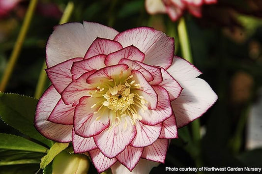 Perennial Farm Marketplace Helleborus W.J. 'Fire & Ice' Perennial, 1 Quart, Double White with Pinkish-Red Edges