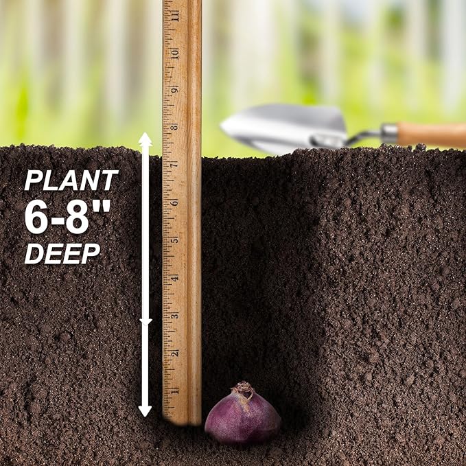 Garden State Bulb Pastel Mix Hyacinth Flower Bulbs, 15/16cm, Fall Planting (Bag of 25)