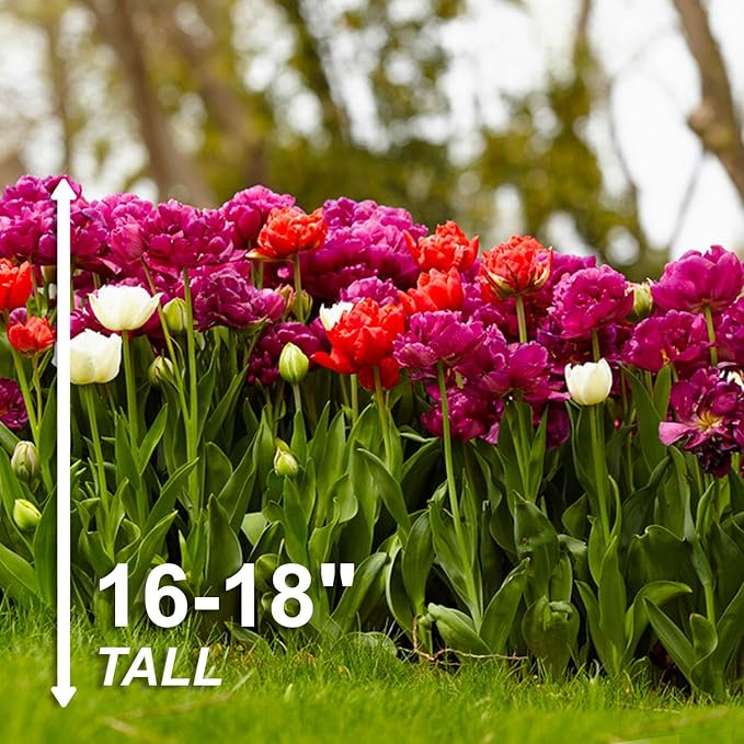 Garden State Bulb Double Dutch Mixed Tulip Flower Bulbs, 12/+ cm, Fall Planting (Bag of 50)