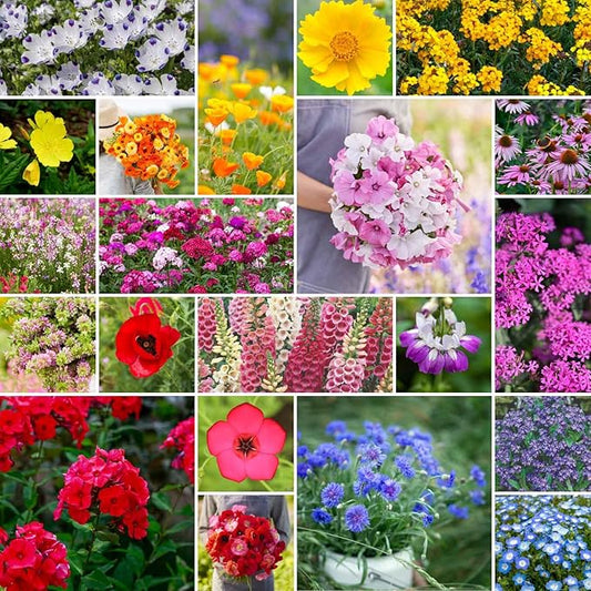 Eden Brothers Partial Shade Wildflower Mixed Seeds for Planting, 5 lb, 2,400,000+ Seeds with Sweet William, Foxglove | Attracts Pollinators, Plant in Spring or Fall, Zones 3, 4, 5, 6, 7, 8, 9, 10