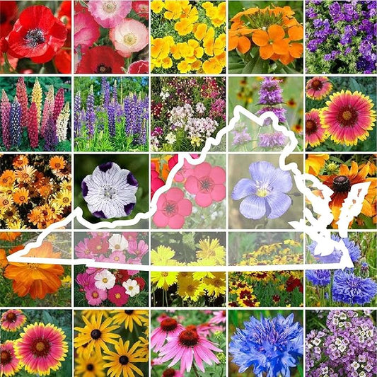 Eden Brothers Virginia Wildflower Mixed Seeds for Planting, 1/4 lb, 120,000+ Seeds with Five Spot, African Daisy | Attracts Pollinators, Plant in Spring or Fall, Zones