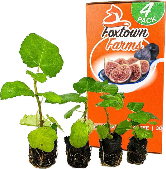 4-Pack of Fruiting Starter Plant Plugs by Foxtown Farms (Black Mission Fig (4-Pack))