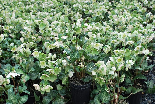 Perennial Farm Helleborus Frostkiss® Molly's White No. 1