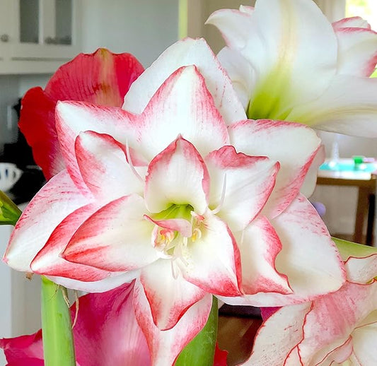 Easy to Grow Amaryllis Blossom Peacock 1 Plant Bulb - Pink & White Star Double-Flowering Blooms for Holiday Indoor & Outdoor Zones 9-11