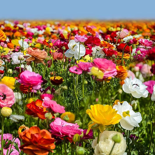 Easy to Grow Ranunculus Tecolote Flower Fields Collection - 30 Plant Bulbs, Colorful Flowers in Spring, Full Sun Mediterranean