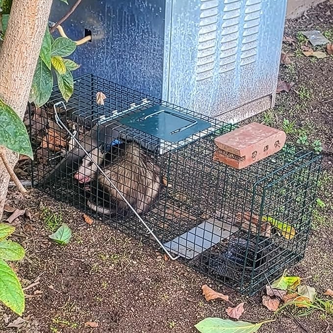 HOMESTEAD 32 Inch Live Animal Trap - Specialized for Raccoons, Opossums, Groundhogs, Skunks, Feral Cats, Squirrels - Humane Way Catch & Release Animal Trap