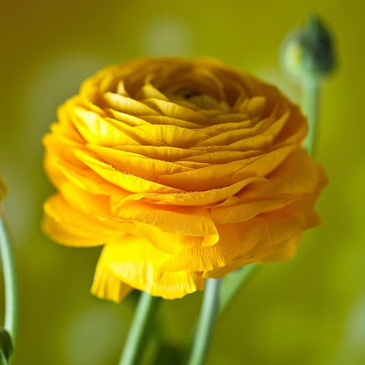 Easy to Grow Ranunculus Tecolote Tropical Sunset Collection - 30 Plant Bulbs, Orange Pink Gold Flowers in Spring, Full Sun Mediterranean