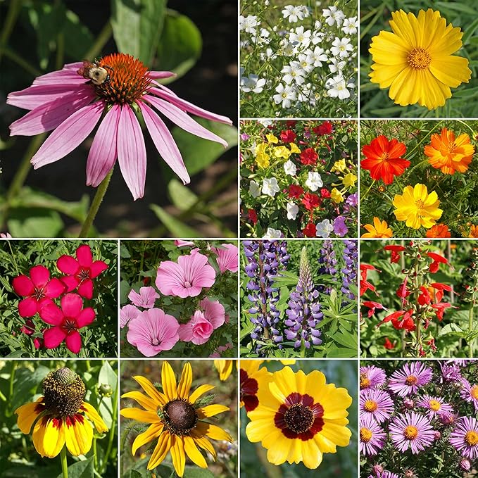 Ferry-Morse Southeast Mix Bulk Wildflower Seeds, 1lb