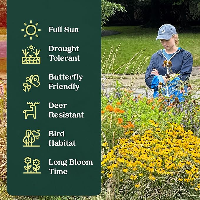 3 Island Snapdragon (Galvezia speciosa) Outdoor Native Plant Plugs in Individual pots, Direct from Grower, no neonicotinoids, Supports pollinators