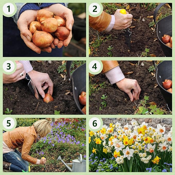 Dutch Bulbs Budget Fragrant Daffodil Bulbs Collection (25 Daffodil), Perennial and Hardy, Flower Bulb Mix from Holland for Garden and Pot, 6-7 Varieties (no Seeds, not Artificial)