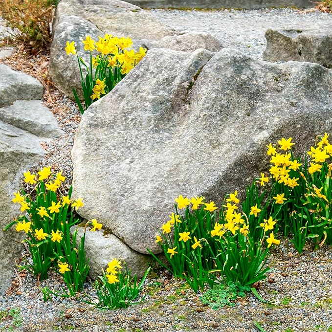 Garden State Bulb Narcissus Rock Garden Mix Daffodil Flower Bulbs, 12/14cm, Fall Planting (Bag of 100)