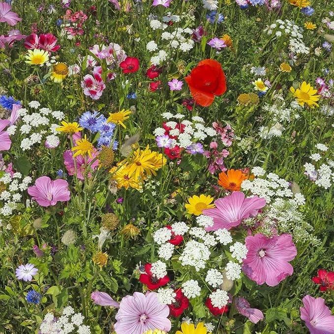 Hummingbird & Butterfly Wildflower Seed Mix - 4 Oz - Wild Flower Seed Mixture: Alyssum, Lemon Mint, Foxglove, More