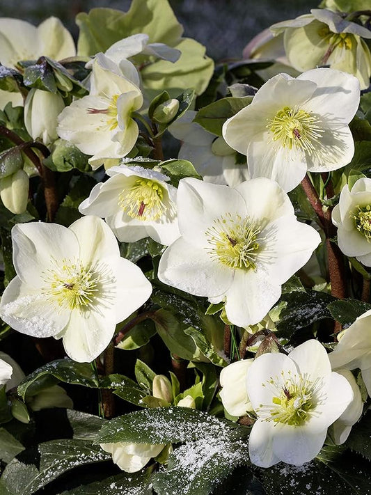 Perennial Farm Helleborus HGC® Ice N' Roses® White No. 1