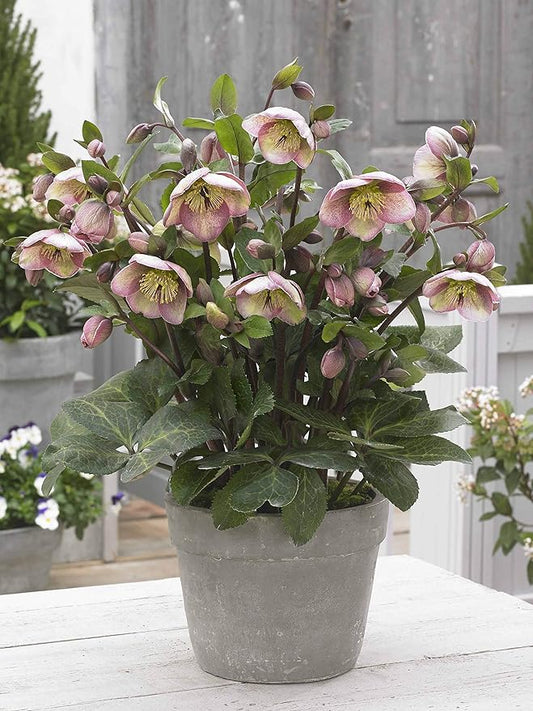 Perennial Farm Helleborus Frostkiss® Bayli's Blush® No. 1
