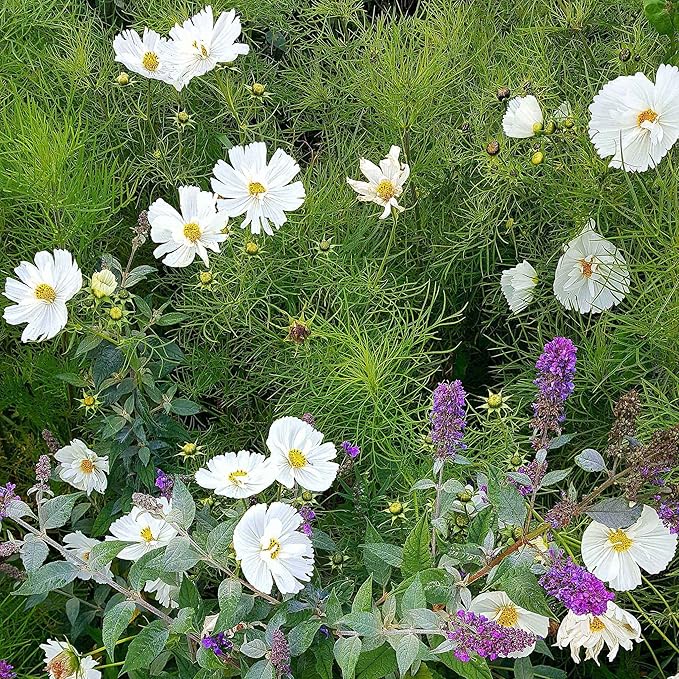 Eden Brothers Cosmos Seeds - Cupcake White