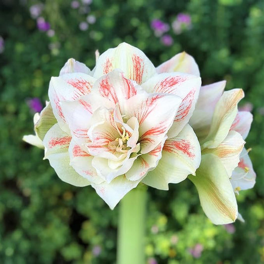 Easy to Grow Amaryllis 'Nymph' Plant Bulb (1 Pack) - Pink and White Double Flowering Blooms for Indoors & Outdoor Gardens