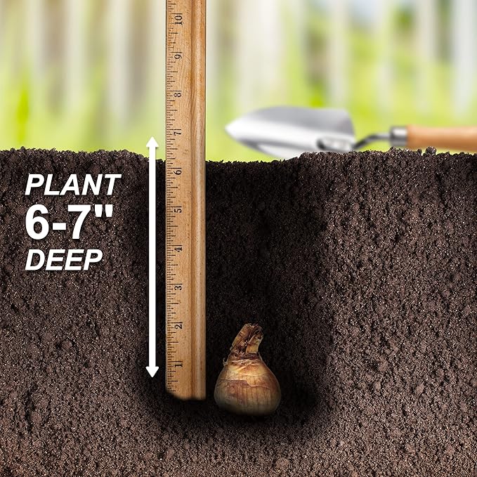 Garden State Bulb Double Mixed Daffodil Flower Bulbs, 14/16cm, Fall Planting (Bag of 25)