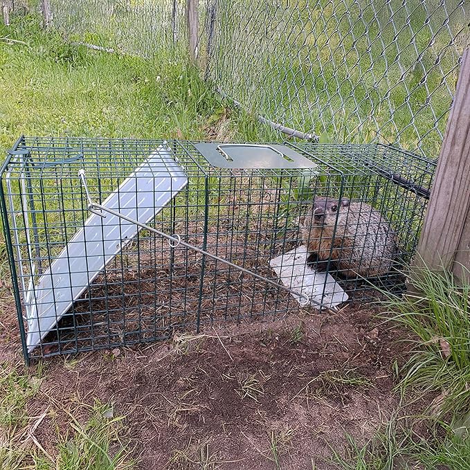 HOMESTEAD 32 Inch Live Animal Trap - Specialized for Raccoons, Opossums, Groundhogs, Skunks, Feral Cats, Squirrels - Humane Way Catch & Release Animal Trap