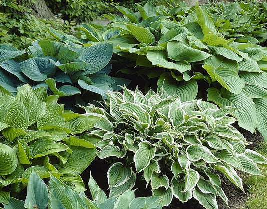 Hosta Mixture (3 Pack)